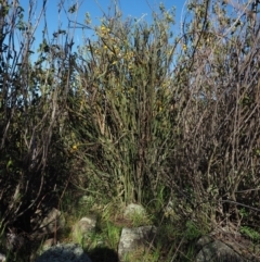 Bossiaea grayi at Stromlo, ACT - suppressed