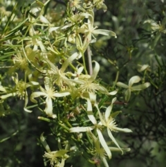 Clematis leptophylla (Small-leaf Clematis, Old Man's Beard) at Stromlo, ACT - 26 Sep 2017 by KenT