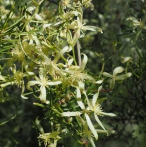 Clematis leptophylla at Stromlo, ACT - 26 Sep 2017