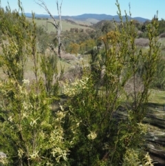 Clematis leptophylla at Stromlo, ACT - 26 Sep 2017