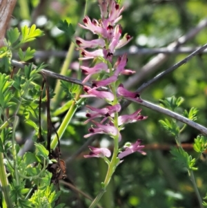 Fumaria bastardii at Stromlo, ACT - 26 Sep 2017