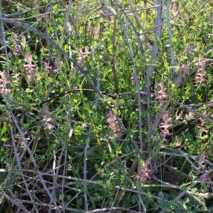 Fumaria bastardii at Stromlo, ACT - 26 Sep 2017