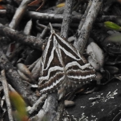 Dichromodes confluaria (Ceremonial Heath Moth) at Booth, ACT - 2 Nov 2017 by JohnBundock