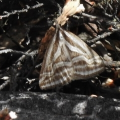 Dichromodes confluaria at Booth, ACT - 2 Nov 2017