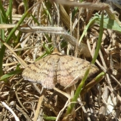 Scopula rubraria (Reddish Wave, Plantain Moth) at Macgregor, ACT - 1 Nov 2017 by Christine