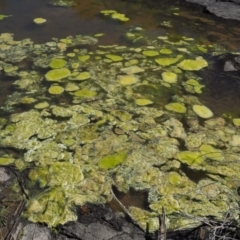 Rhizoclonium sp. (Blanket Weed - a green algae) at Stromlo, ACT - 26 Sep 2017 by KenT