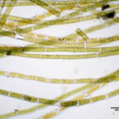 Rhizoclonium sp. at Stromlo, ACT - 26 Sep 2017 10:14 AM