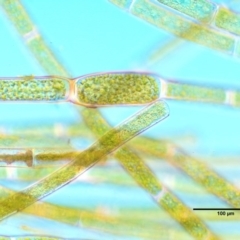 Rhizoclonium sp. at Stromlo, ACT - 26 Sep 2017 10:14 AM