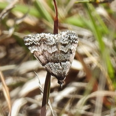 Dichromodes ainaria (A geometer or looper moth) at Namadgi National Park - 2 Nov 2017 by JohnBundock