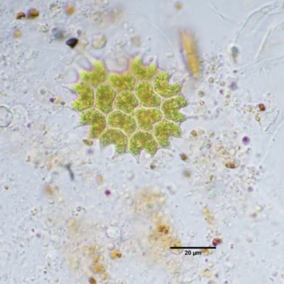 Pediastrum sp. (A green algae) at Stromlo, ACT - 26 Sep 2017 by KenT