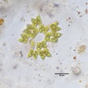 Pediastrum sp. at Stromlo, ACT - 26 Sep 2017 10:14 AM