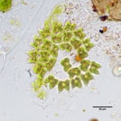 Pediastrum sp. at Stromlo, ACT - 26 Sep 2017 10:14 AM