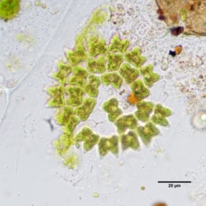 Pediastrum sp. at Stromlo, ACT - 26 Sep 2017 10:14 AM