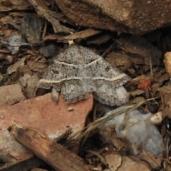 Antasia flavicapitata (Yellow-headed Heath Moth) at Booth, ACT - 2 Nov 2017 by JohnBundock