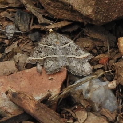 Antasia flavicapitata (Yellow-headed Heath Moth (Oenochrominae)) at Booth, ACT - 2 Nov 2017 by JohnBundock