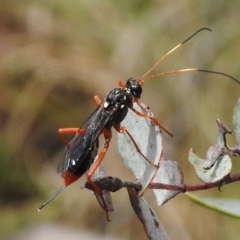 Ichneumonidae (family) (Unidentified ichneumon wasp) at Booth, ACT - 2 Nov 2017 by JohnBundock