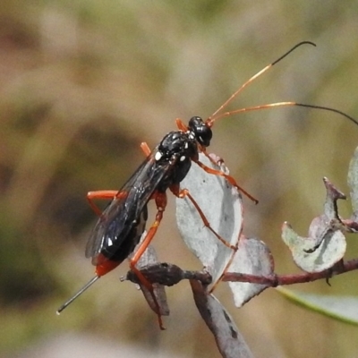 Ichneumonidae (family) (Unidentified ichneumon wasp) at Booth, ACT - 2 Nov 2017 by JohnBundock