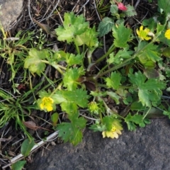 Ranunculus muricatus at Stromlo, ACT - 26 Sep 2017