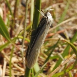 Philobota chionoptera at Paddys River, ACT - 2 Nov 2017