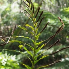 Blechnum minus at Cotter River, ACT - 4 Oct 2017 11:27 AM