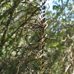 Blechnum minus at Cotter River, ACT - 4 Oct 2017 11:27 AM