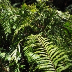 Blechnum minus at Cotter River, ACT - 4 Oct 2017 11:27 AM