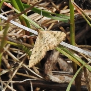 Scopula rubraria at Paddys River, ACT - 2 Nov 2017