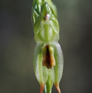 Bunochilus montanus (ACT) = Pterostylis jonesii (NSW) at Cotter River, ACT - suppressed