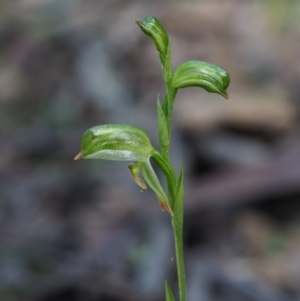 Bunochilus montanus (ACT) = Pterostylis jonesii (NSW) at Cotter River, ACT - suppressed