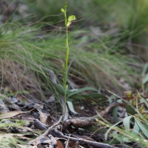 Bunochilus montanus (ACT) = Pterostylis jonesii (NSW) at Cotter River, ACT - suppressed