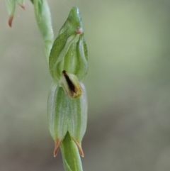 Bunochilus montanus (Montane Leafy Greenhood) at Uriarra Village, ACT - 21 Oct 2017 by KenT