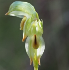 Bunochilus montanus (Montane Leafy Greenhood) at Cotter River, ACT - 2 Oct 2017 by KenT