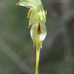 Bunochilus montanus (ACT) = Pterostylis jonesii (NSW) at Cotter River, ACT - suppressed