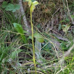 Bunochilus montanus (ACT) = Pterostylis jonesii (NSW) at Cotter River, ACT - suppressed