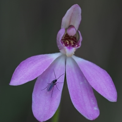 Caladenia carnea (Pink Fingers) at Cotter River, ACT - 21 Oct 2017 by KenT