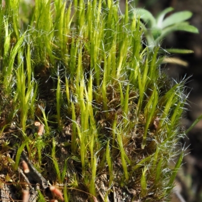 Campylopus (A moss) at Cotter River, ACT - 2 Oct 2017 by KenT