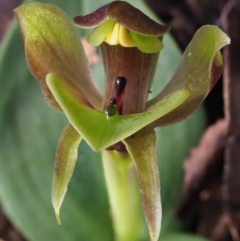 Chiloglottis sp. (A Bird/Wasp Orchid) at Cotter River, ACT - 21 Oct 2017 by KenT