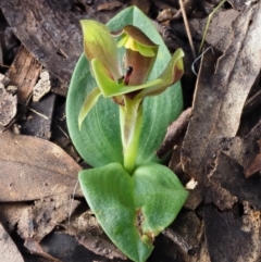 Chiloglottis sp. at Cotter River, ACT - suppressed