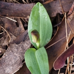 Chiloglottis sp. at Cotter River, ACT - suppressed