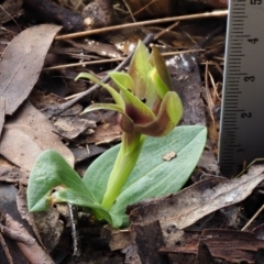 Chiloglottis sp. at Cotter River, ACT - suppressed