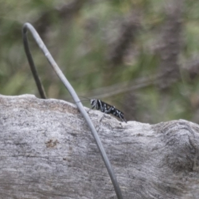 Turneromyia sp. (genus) (Zebra spider wasp) at Michelago, NSW - 4 Feb 2017 by Illilanga
