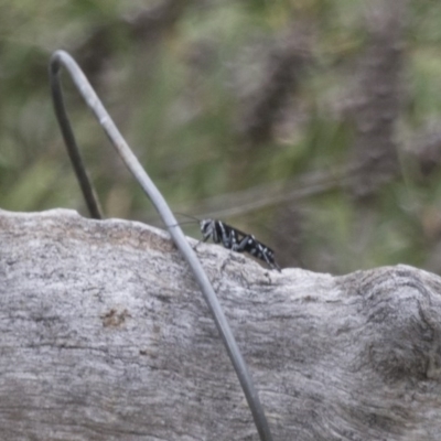 Turneromyia sp. (genus) (Zebra spider wasp) at Michelago, NSW - 5 Feb 2017 by Illilanga