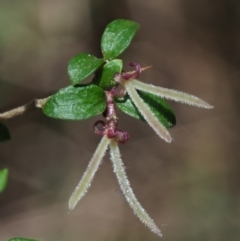 Coprosma quadrifida (Prickly Currant Bush, Native Currant) at Cotter River, ACT - 22 Oct 2017 by KenT