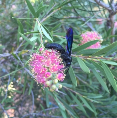 Austroscolia soror (Blue Flower Wasp) at Michelago, NSW - 9 Feb 2017 by Illilanga