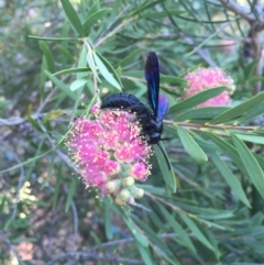 Austroscolia soror at Michelago, NSW - 9 Feb 2017 07:02 PM