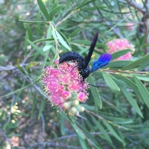 Austroscolia soror at Michelago, NSW - 9 Feb 2017 07:02 PM