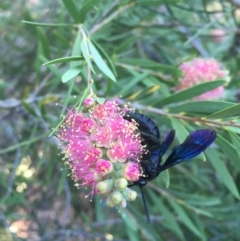 Austroscolia soror at Michelago, NSW - 9 Feb 2017