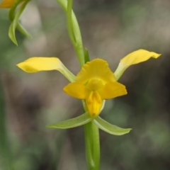Diuris semilunulata (Late Leopard Orchid) at Cotter River, ACT - 21 Oct 2017 by KenT