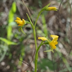 Diuris semilunulata at Cotter River, ACT - suppressed