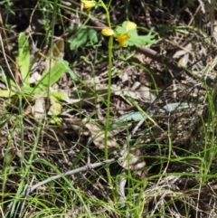 Diuris semilunulata at Cotter River, ACT - suppressed